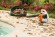 Воздуходувка бензиновая STIHL BG 50 (42290111723)