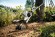 Насадка-грунтофреза BF-MM для STIHL MM 56, рабочая ширина 22см (46017404605)