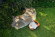 Газонокосилка-робот STIHL iMOW 7.0, 28см (IA010111466)