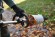 Комби-мотор аккумуляторный STIHL KMA 120R, каркас (FA080116820)