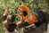 Садовый электроизмельчитель STIHL GHE 250.0 (60080111030)