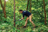 Топор STIHL AX 15 P, 1.45кг (00008816701)