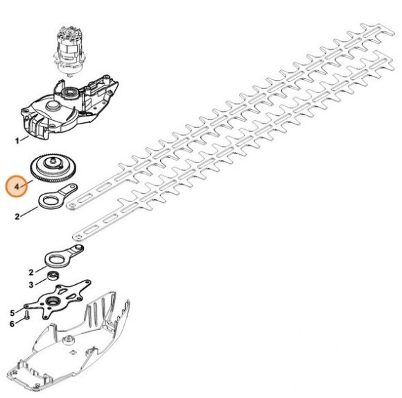 Мимосрод (48516401603)