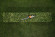 Аккумуляторные ножницы STIHL HSA 30, каркас, нож 45см (HA080113501)