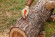Мел синий STIHL (00008811500)