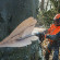 Бензопила STIHL MS 661 C-M, 63см (11442000321)