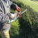 Садовые ножницы электрические STIHL HSE 42, нож 45см (48180113523)